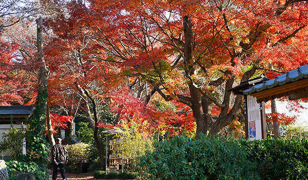 茨城県桜川市の紅葉名所の薬王寺