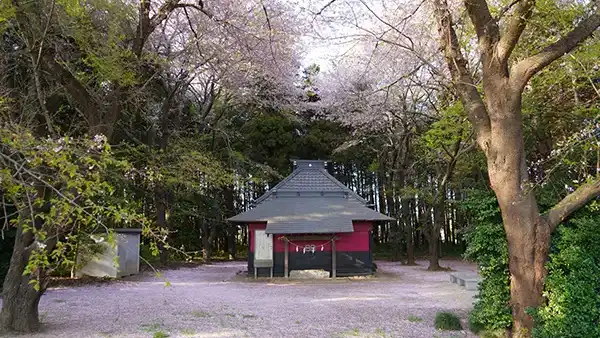 桜川市の雷電神社の桜