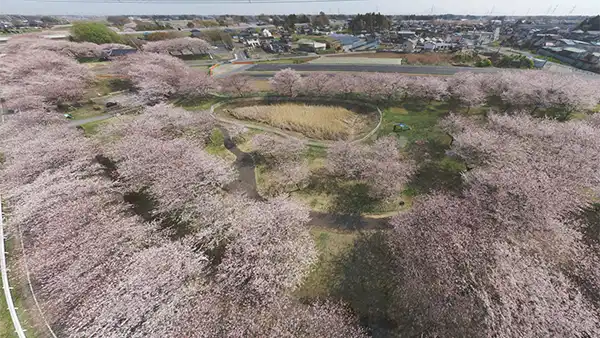 境町のさくらの丘公園の桜VRツアー