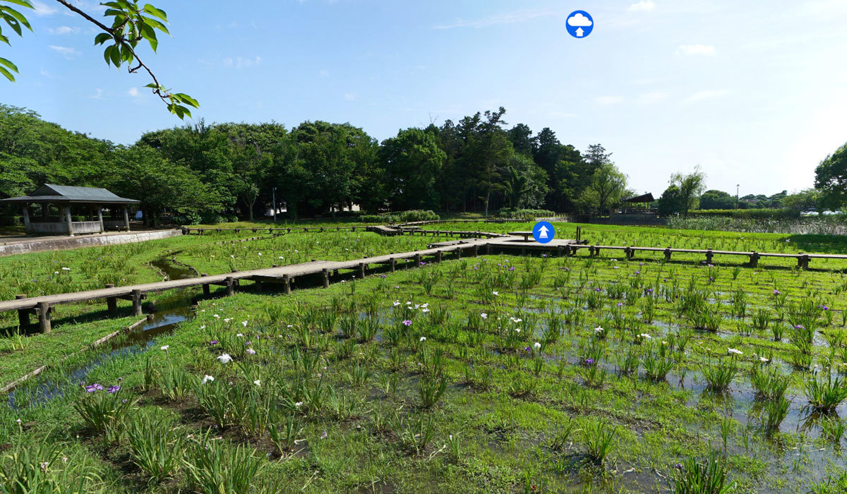 下妻市おすすめ観光スポットの砂沼広域公園の菖蒲園