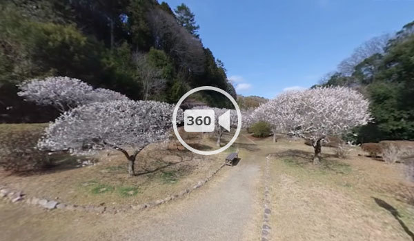 常陸太田市の西山の里桃源の梅360度動画