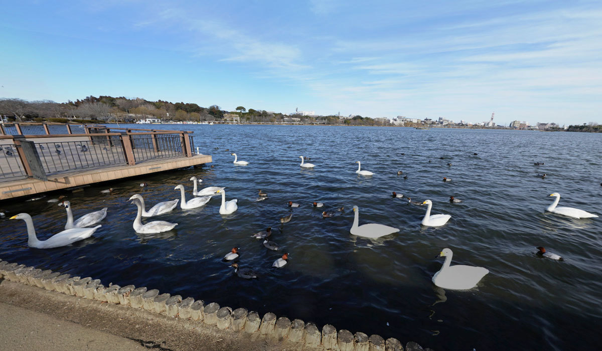 水戸市白鳥飛来地のおすすめスポットの千波湖の白鳥