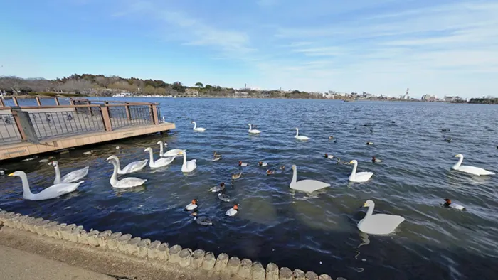 水戸市白鳥飛来地のおすすめスポットの千波湖の白鳥