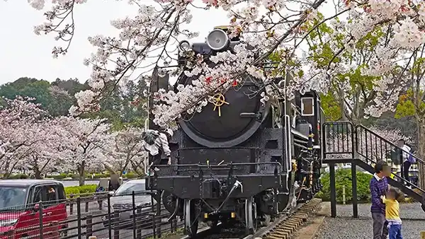 水戸市桜花見名所の千波湖の桜並木