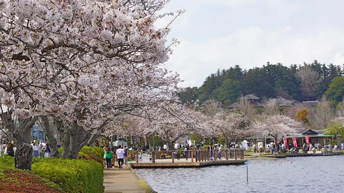 水戸市の桜・花見名所の千波湖西側付近の桜の画像