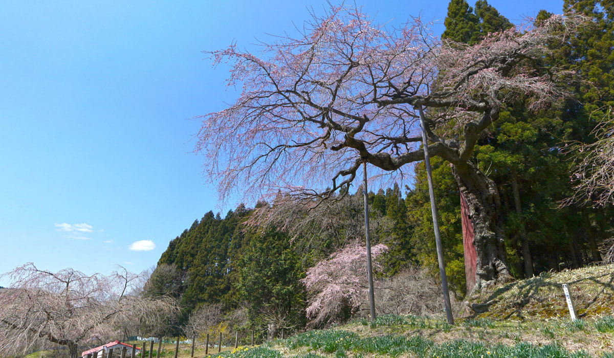 常陸太田市の桜名所の七反のしだれ桜