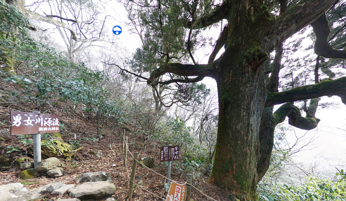 筑波山おすすめ観光スポットの紫峰杉・男女川源流