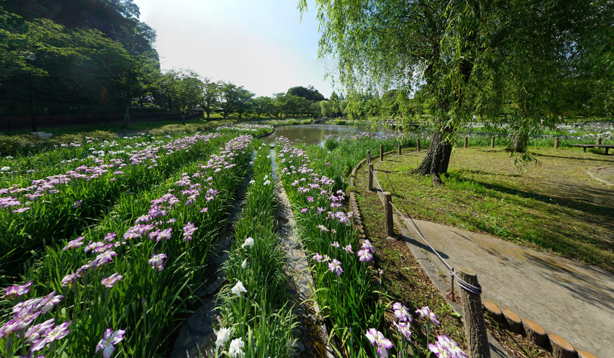 四季の里公園・菖蒲園VRツアーのサムネイル