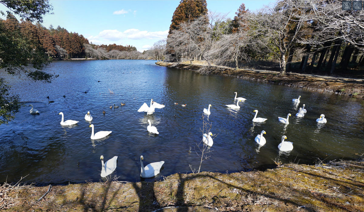 水戸市の白鳥飛来地おすすめ観光スポットの清水沼の白鳥