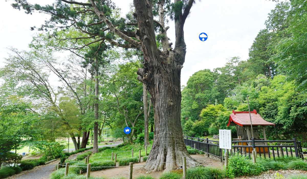 那珂市おすすめ観光スポットの清水寺の杉の案内VRツアー