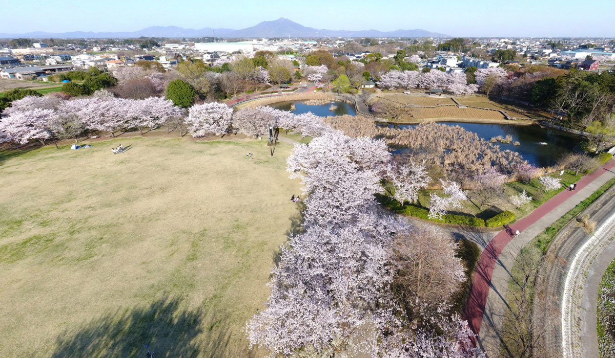 茨城県下妻市の桜の名所・花見おすすめスポット
