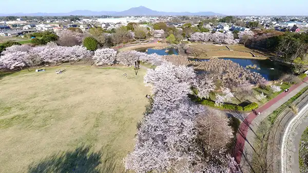 茨城県下妻市の桜の名所・花見おすすめスポット