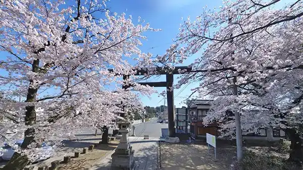 下妻市の桜おすすめスポットの大宝八幡宮の桜