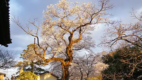 茨城県下妻市の普門寺の桜