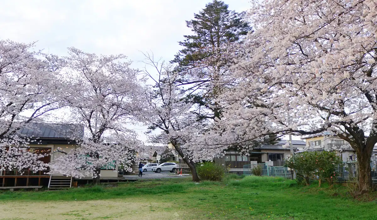  下妻市の普門寺隣接の上野公園の桜VRツアー   ※画像にリンクを設定したい場合は、URLを設定して下さい