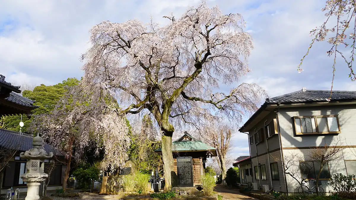 茨城県下妻市の五宝寺のしだれ桜の開花写真