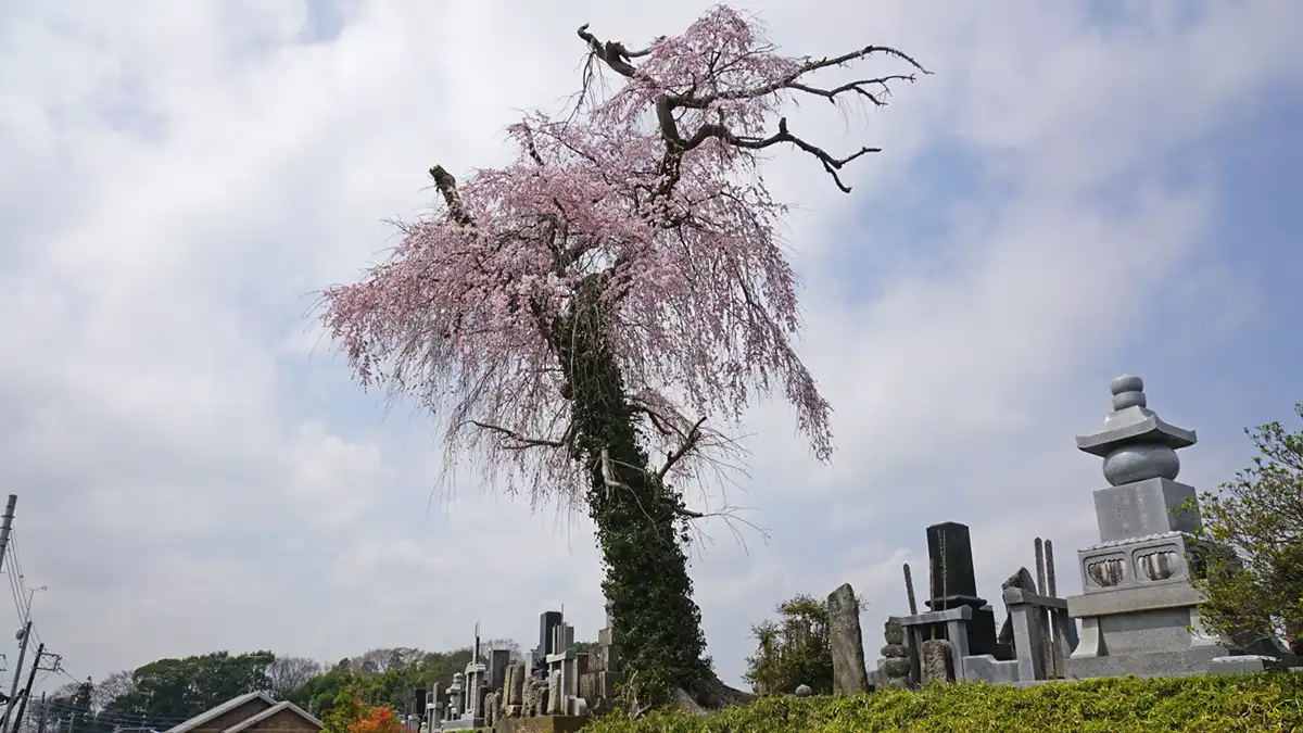 茨城県下妻市の常願寺のしだれ桜VRツアー