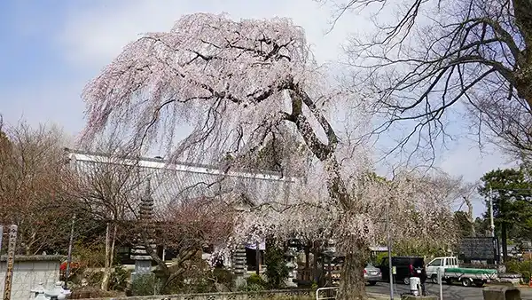 茨城県下妻市の常願寺のしだれ桜の開花写真