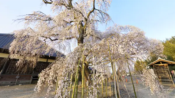 下妻市おすすめ花見スポット観音寺の桜VRツアー