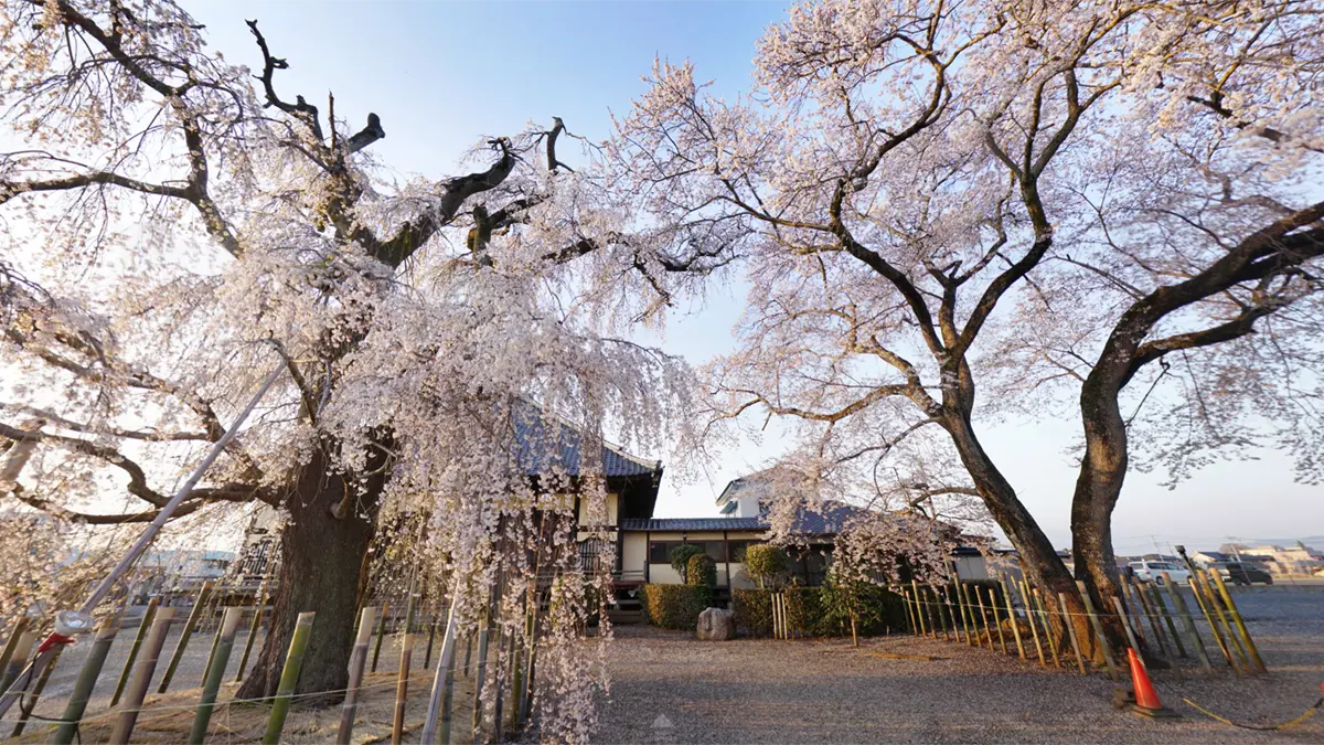 下妻市の観音寺のしだれ桜と江戸彼岸桜の写真