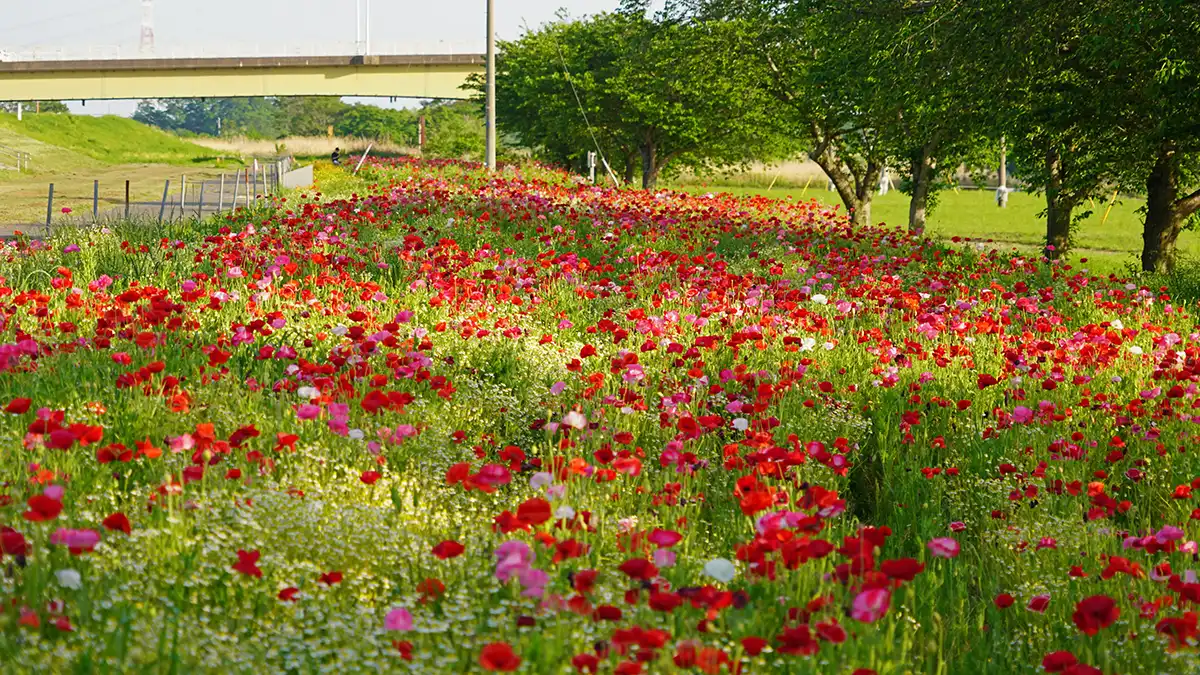 鬼怒川フラワーラインのポピー畑のポピー開花の景観