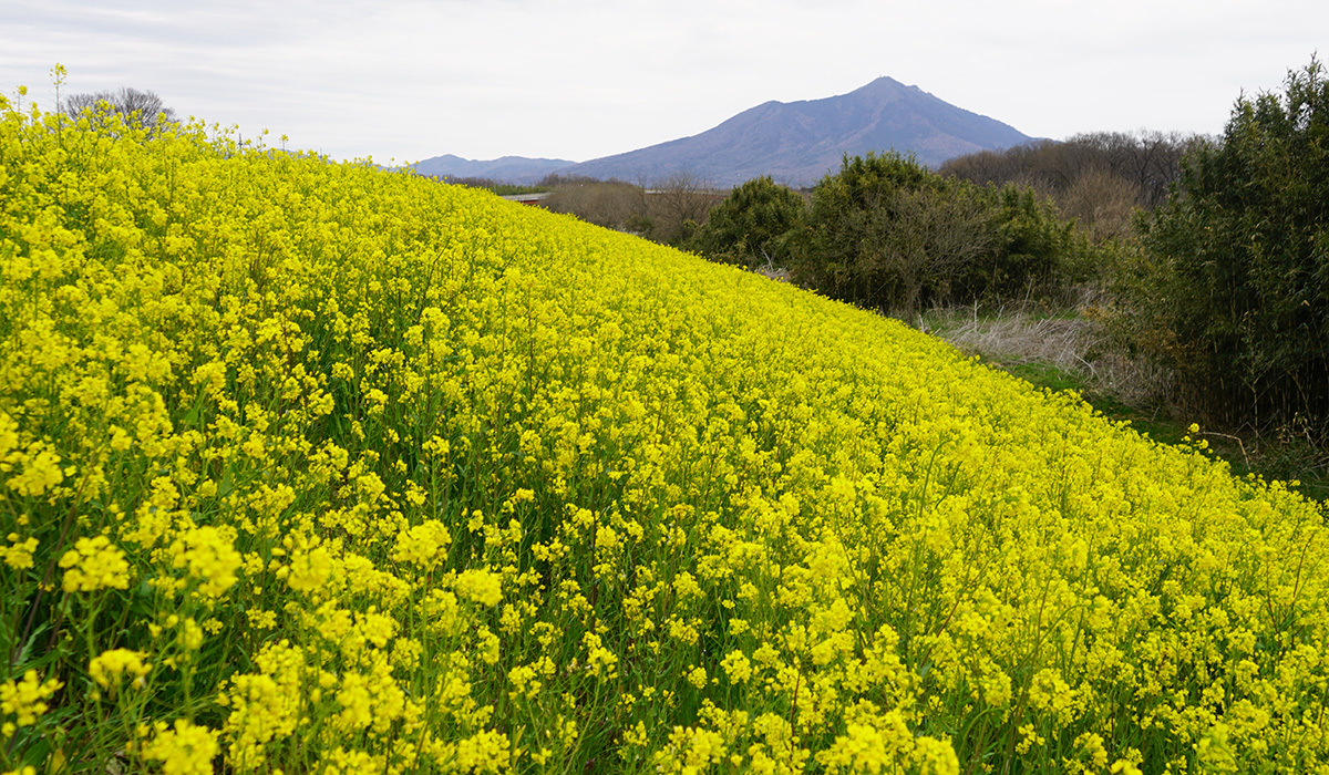 高木川排水機場付近・小貝川堤防の菜の花