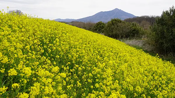 高木川排水機場付近・小貝川堤防の菜の花