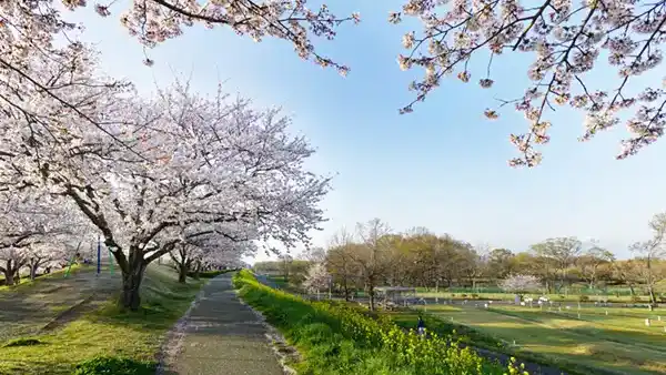 下妻市の花見おすすめスポットの小貝川ふれあい公園の桜