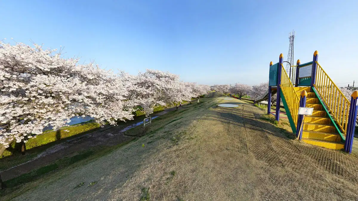小貝川ふれあい公園のこども広場の桜VRツアー