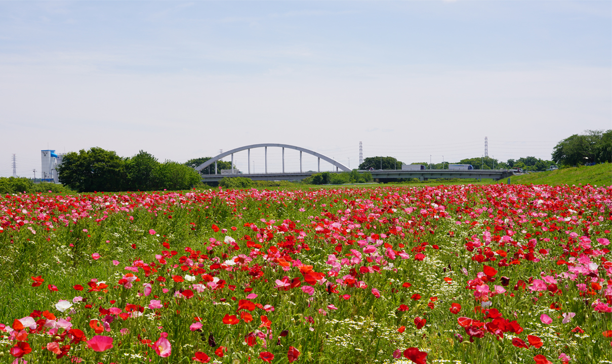 小貝川ふれあい公園のポピー畑南側景観