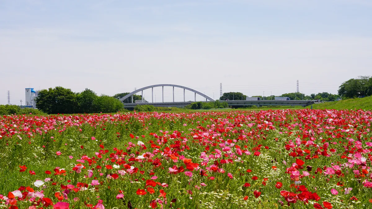 小貝川ふれあい公園のポピー畑南側景観