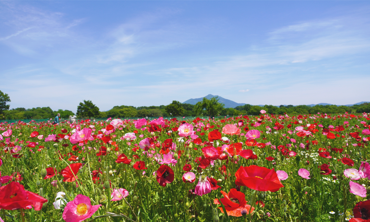 茨城県下妻市の小貝川ふれあい公園のポピー畑