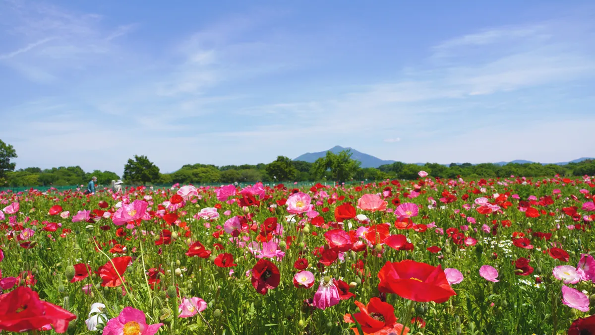 茨城県下妻市の小貝川ふれあい公園のポピー畑