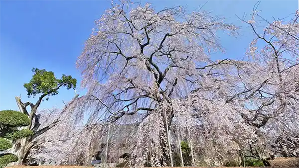 茨城県下妻市の多宝院のしだれ桜の開花写真