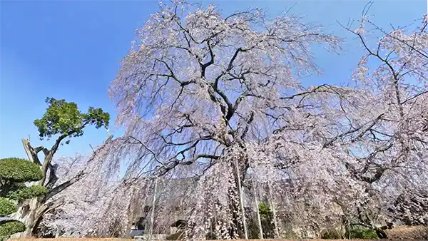 下妻市の桜おすすめスポットの多宝院のしだれ桜