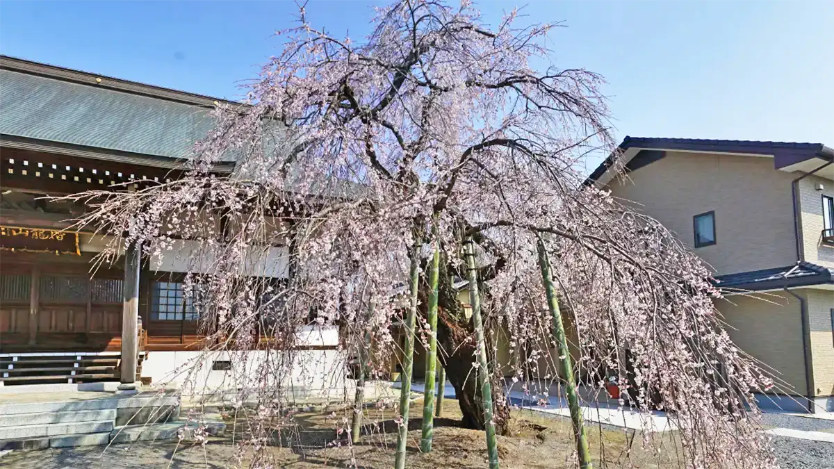 下妻市多宝院本堂前のしだれ桜の古木VRツアー