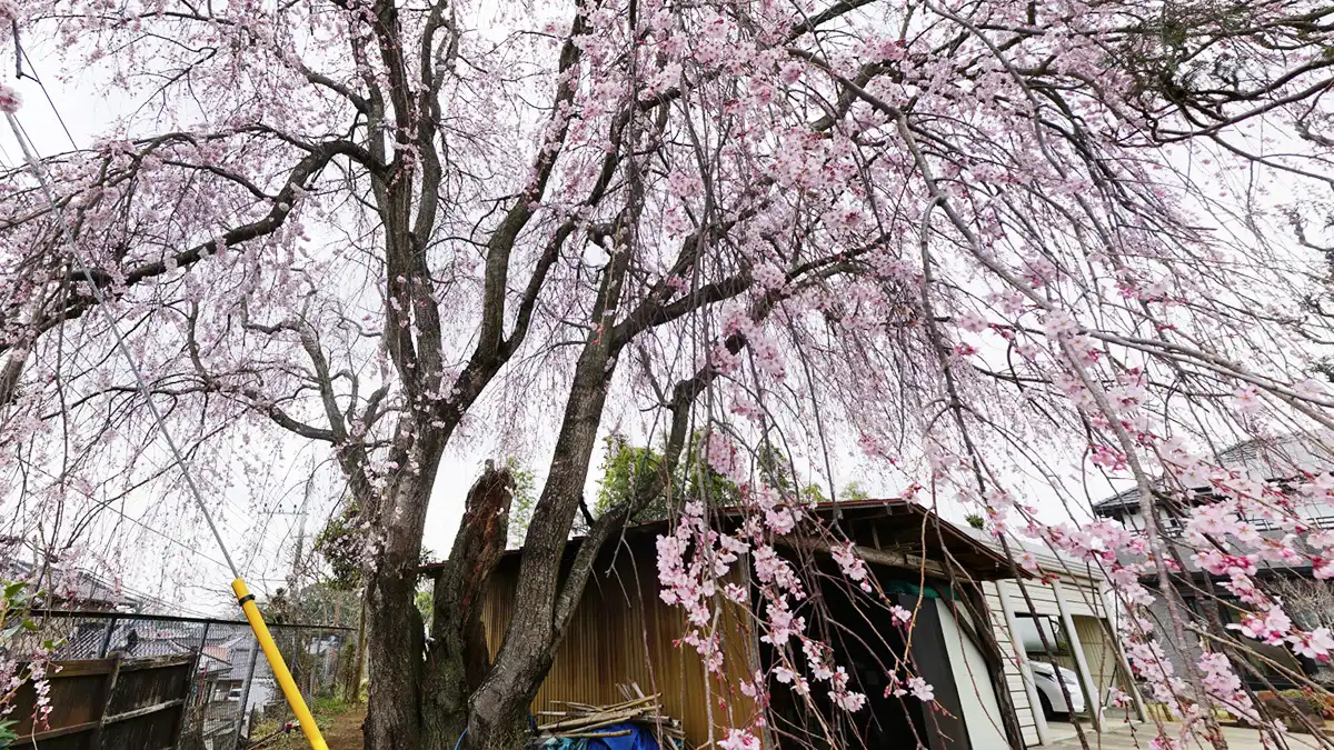 下妻市高道祖のしだれ桜の屋敷内しだれ桜