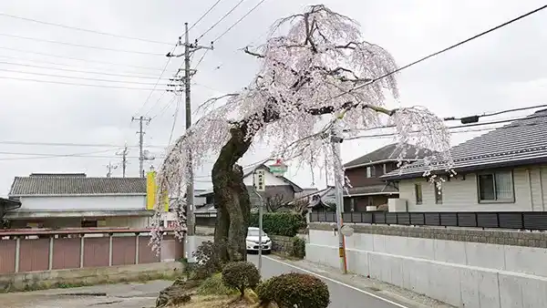 茨城県下妻市の高道祖のしだれ桜の開花写真