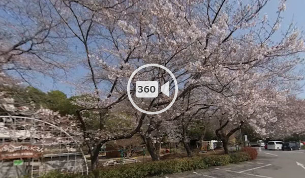 下妻市観光スポットの大宝八幡宮駐車場の桜の観光VR動画