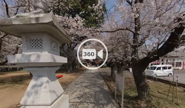 下妻市観光名所の大宝八幡宮の桜の観光VR動画
