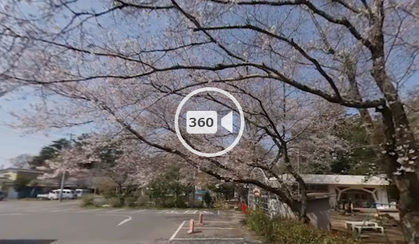 下妻市の桜おすすめスポットの大宝八幡宮の観光VR動画