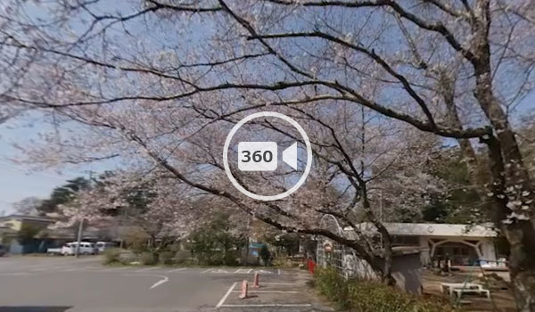 下妻市の桜の名所大宝八幡宮駐車場の桜の観光VR動画