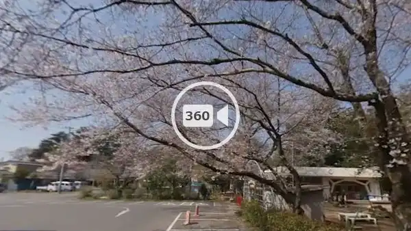 下妻市の桜おすすめスポットの大宝八幡宮の観光VR動画