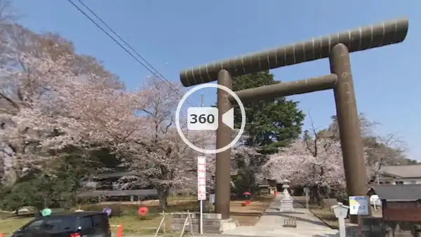 下妻市観光名所の大宝八幡宮の桜の観光VR動画