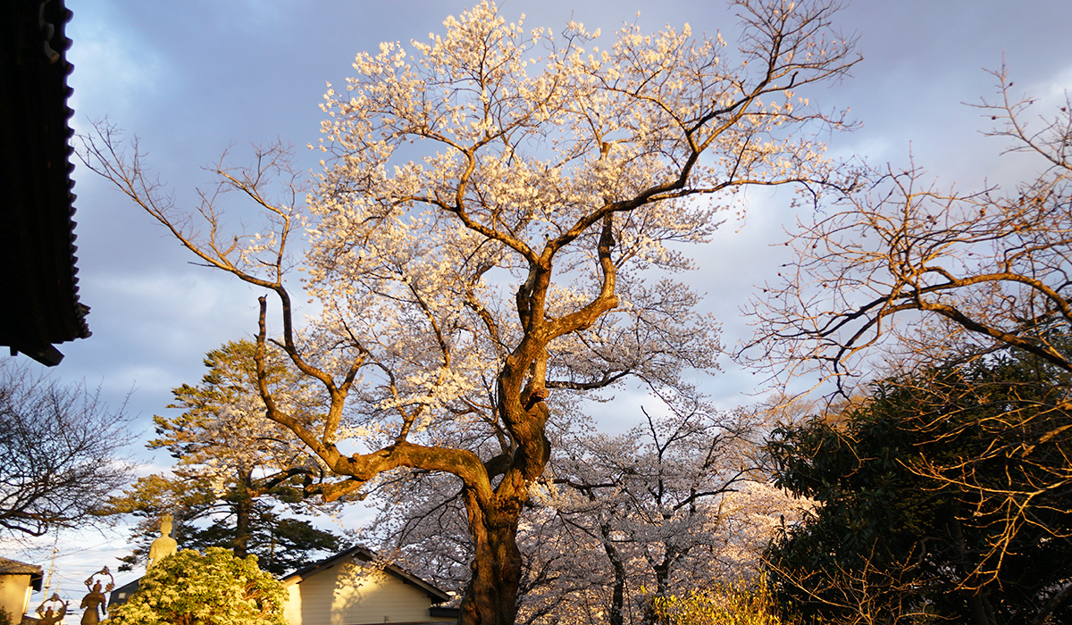下妻市の普門寺の桜の古木・ソメイヨシノ