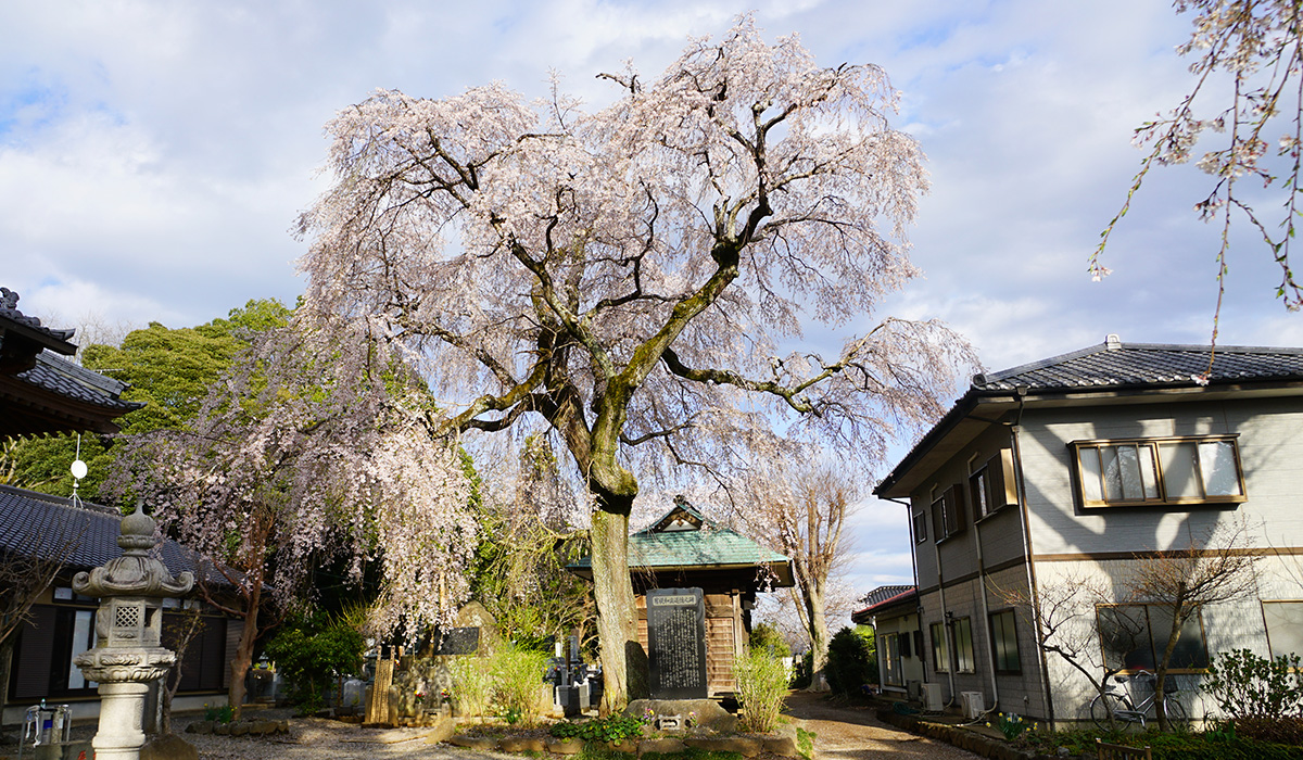 下妻市の五宝寺のしだれ桜