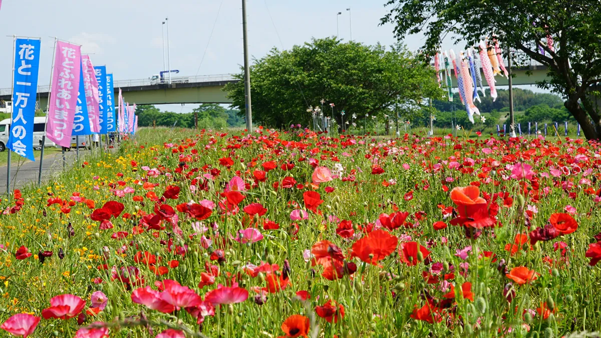 茨城県下妻市の鬼怒川フラワーラインのポピー畑