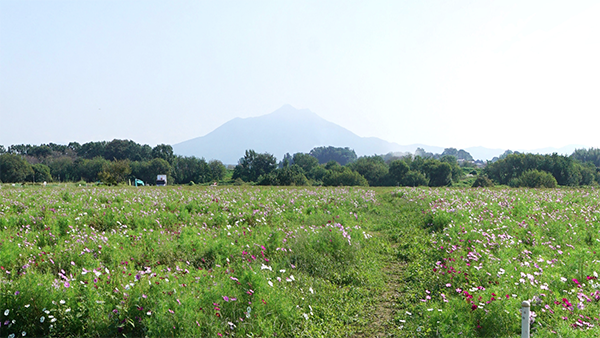 小貝川ふれあい公園 のコスモス畑の景観写真