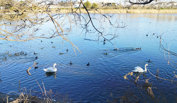 下妻市おすすめ白鳥飛来スポットの砂沼