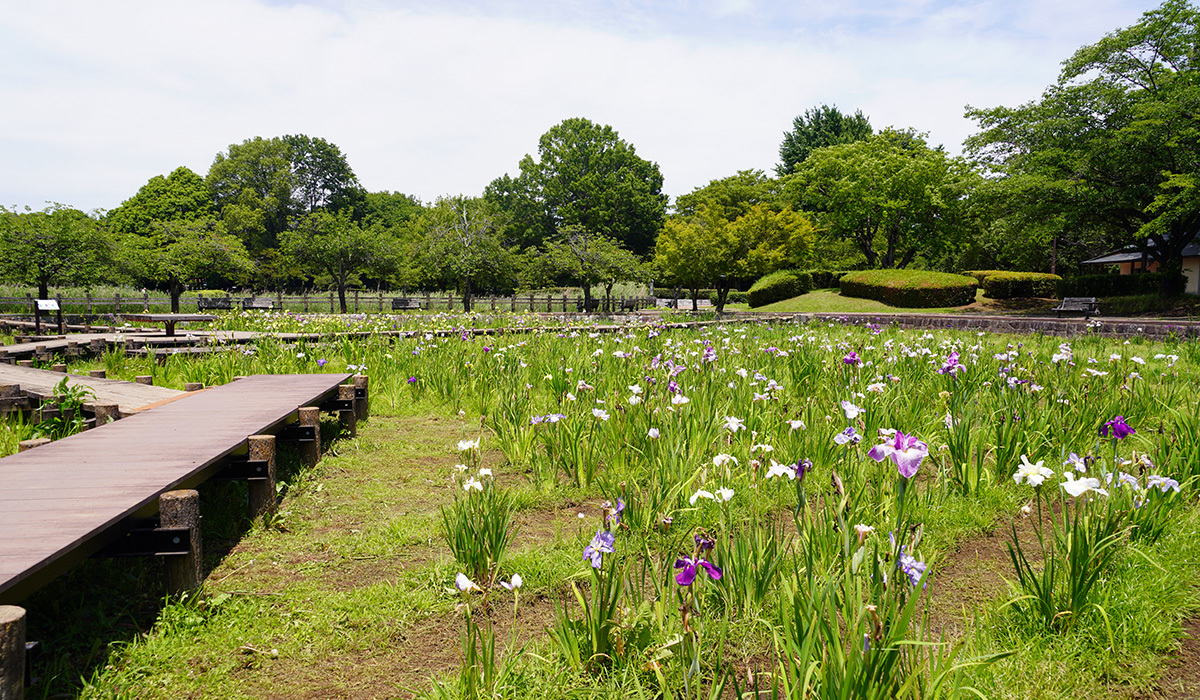 下妻市おすすめ季節観光スポットの砂沼広域公園 菖蒲園